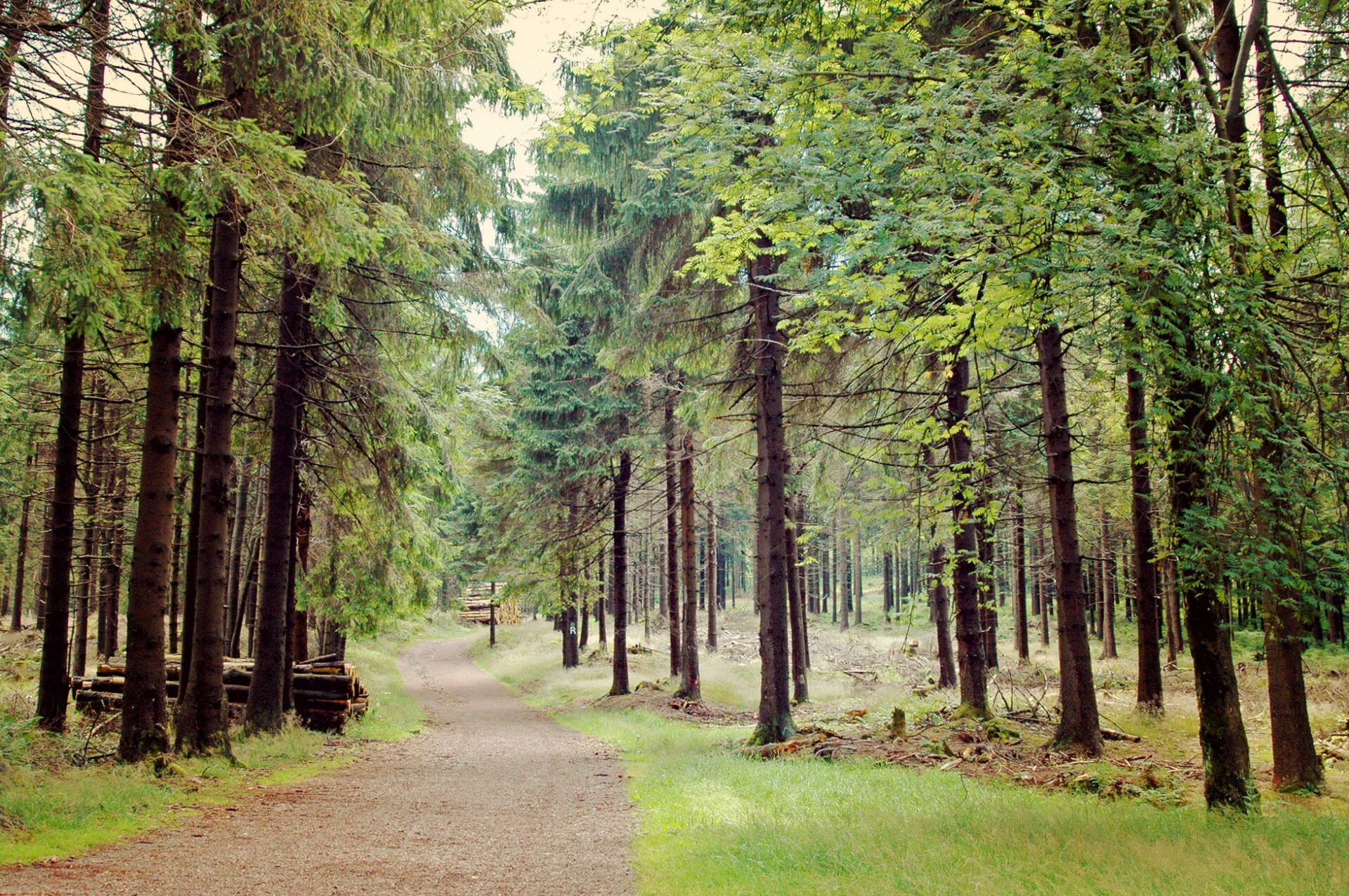 Durch die Wälder