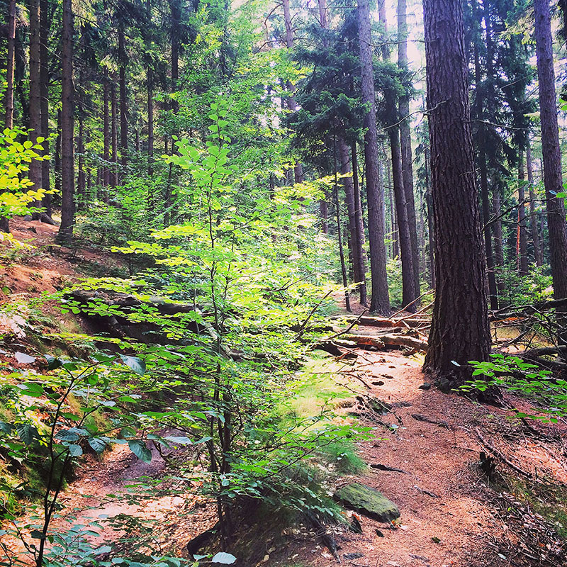 Was gibt es Schöneres, als im Sommer zu wandern? Wenn die Sonne den Boden unter dichten Bäumen wärmt, der Wald nach Pilzen und Blättern riecht, und Äste unter Stiefeln knacken? Nichts. Gar nichts.