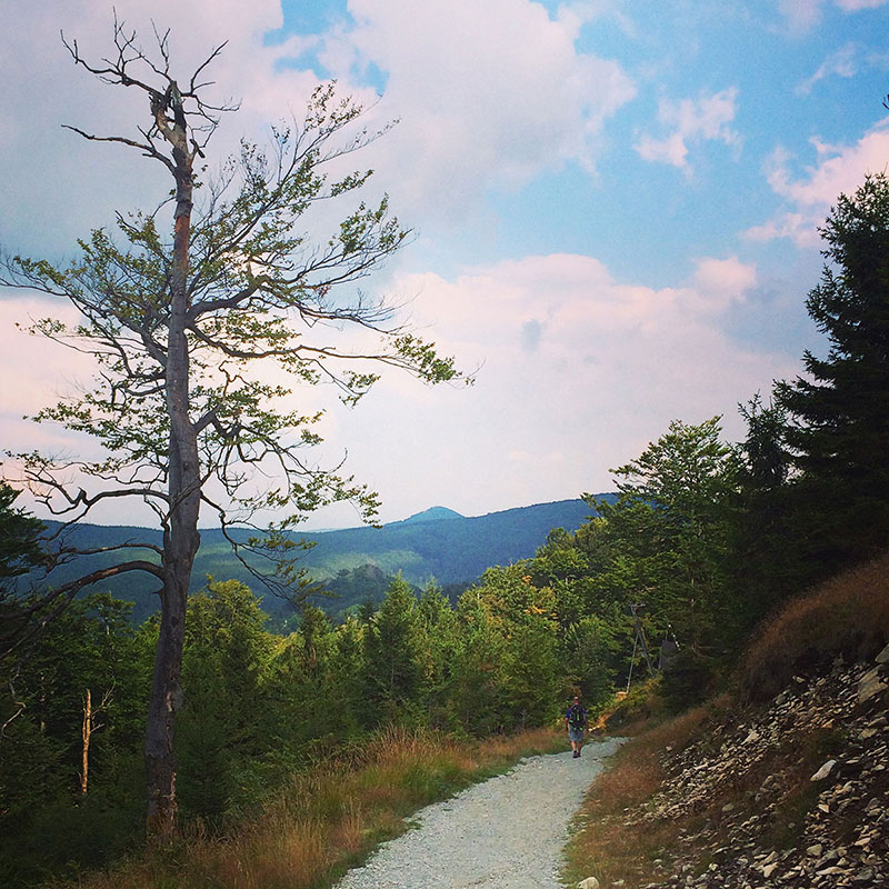 Zum großen Teil wandern wir im Lausitzer Gebirge auf gut markierten und ausgebauten Waldwegen. Und hin und wieder auch auf dem E3.