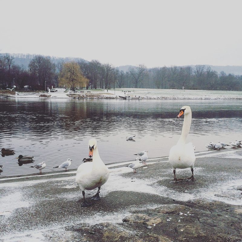 Elbe und Anrainer bei Schloss Pillnitz