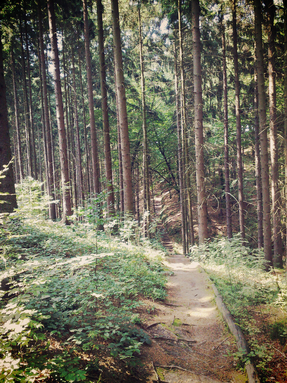 Immer wieder führt der Weg durch die Wälder des Elbsandsteingebirges. Somit ist auch an einem sonnigen Tag für ausreichend Schatten gesorgt.