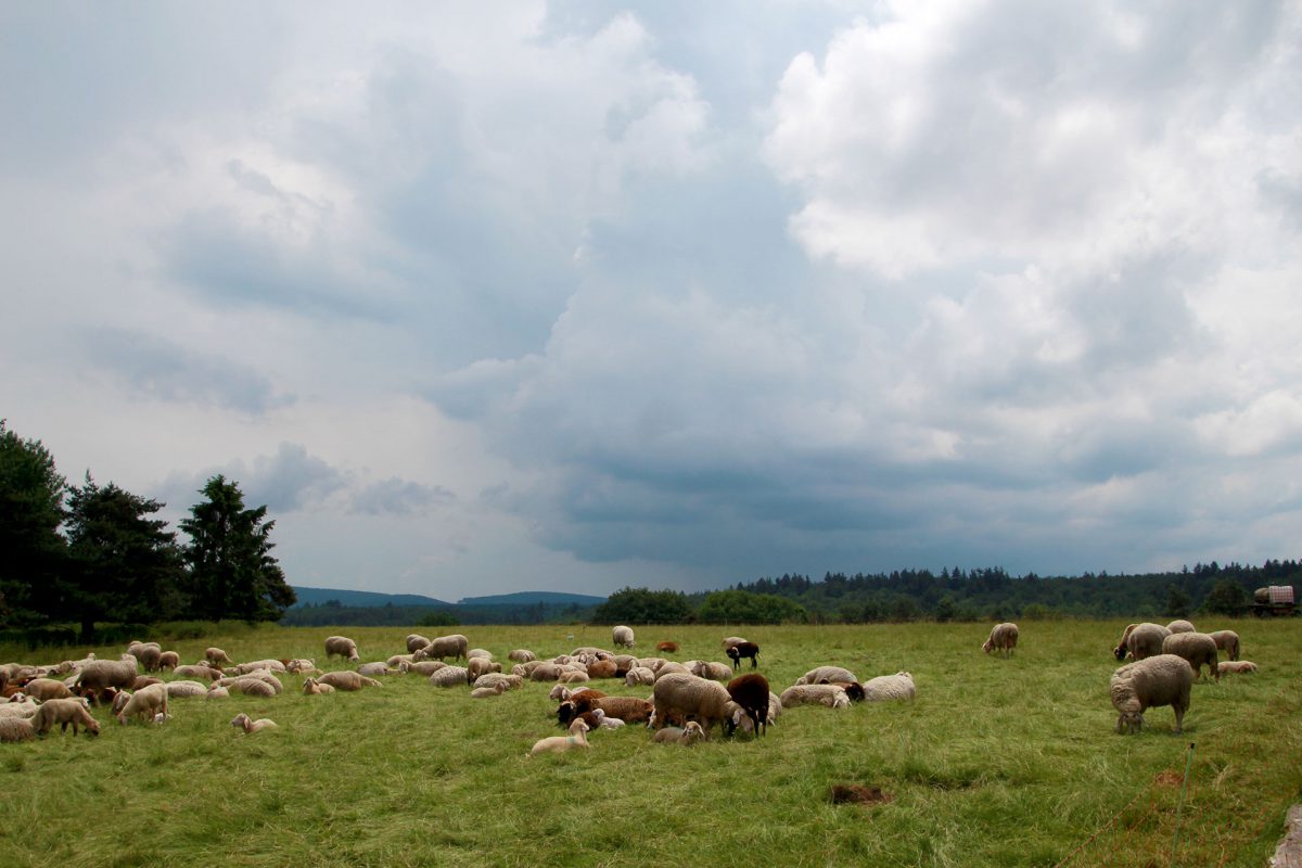 Auch im Spessart immer weniger zu finden: Tierherden.