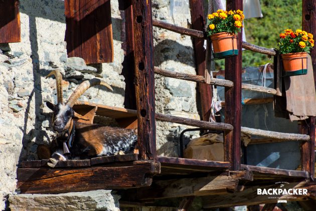 Ob Wachhund oder Ziege ist mancherorts völlig egal. Respekteinflößend sitzt der Bock vor der Hütte.