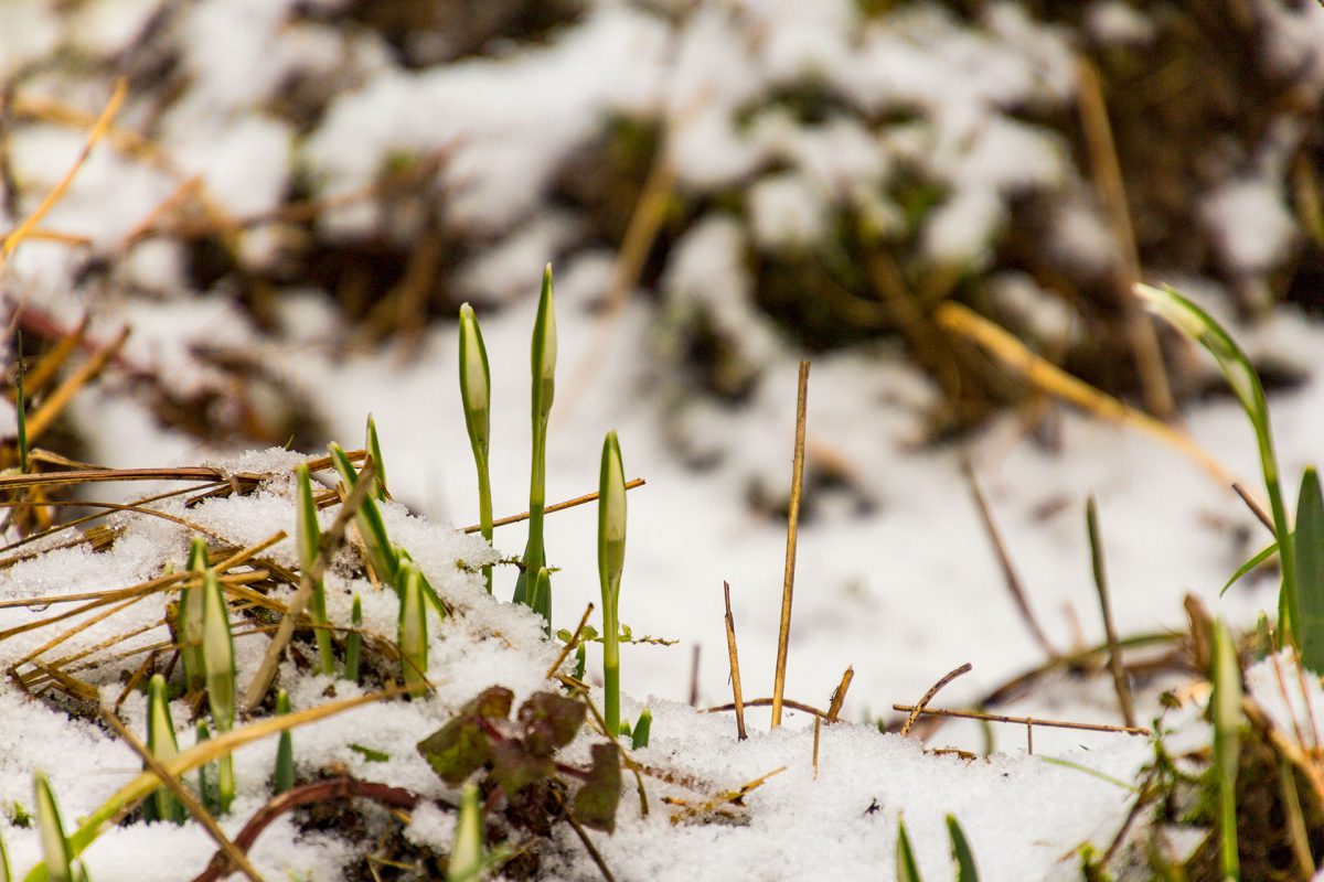Kalendarisch befinden wir uns zwar noch im Winter, aber die Frühblüher wollen schon mal vormucken.