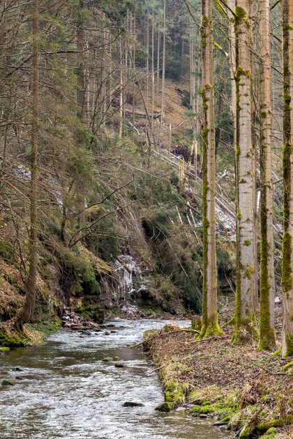 Sturmtief Friederike hinterließ ihre Spuren: entwurzelte Bäume auf dem Wanderweg.