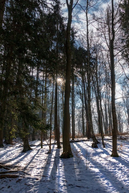 Noch ist der Boden mit kaltem Weiß bedeckt. Doch die Sonne bringt schon Kraft und Wärme in den Wald.