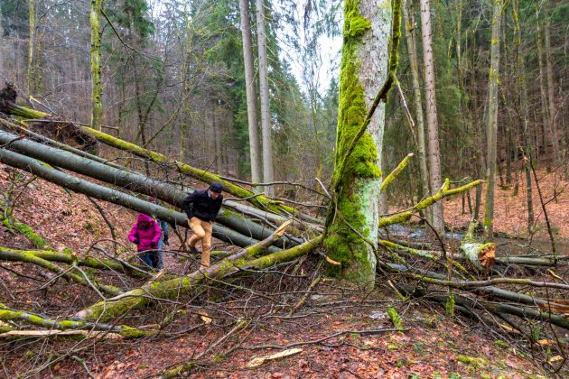 Der letzte Sturm im Januar 2018 hinterließ auch im Vessertal große Schäden. Mancherorts hilft da nur Kraxeln.