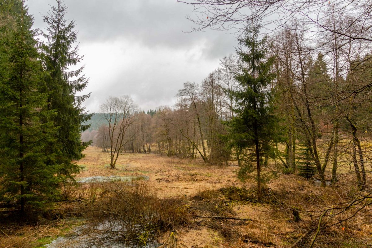 Wer am Breitenbach vom Wege abkommt wird vor allem Eines: ziemlich nass. Die Ufer sind nämlich geprägt von Feuchtwiesen und Mooren.