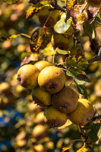 Vom Grand Canal führt ein mit Obstbäumen gesäumter Weg zum Augustiner Herrenstift. Ist zwar verboten, sie zu pflücken, aber die Birnen haben einfach zu köstlich geschmeckt.