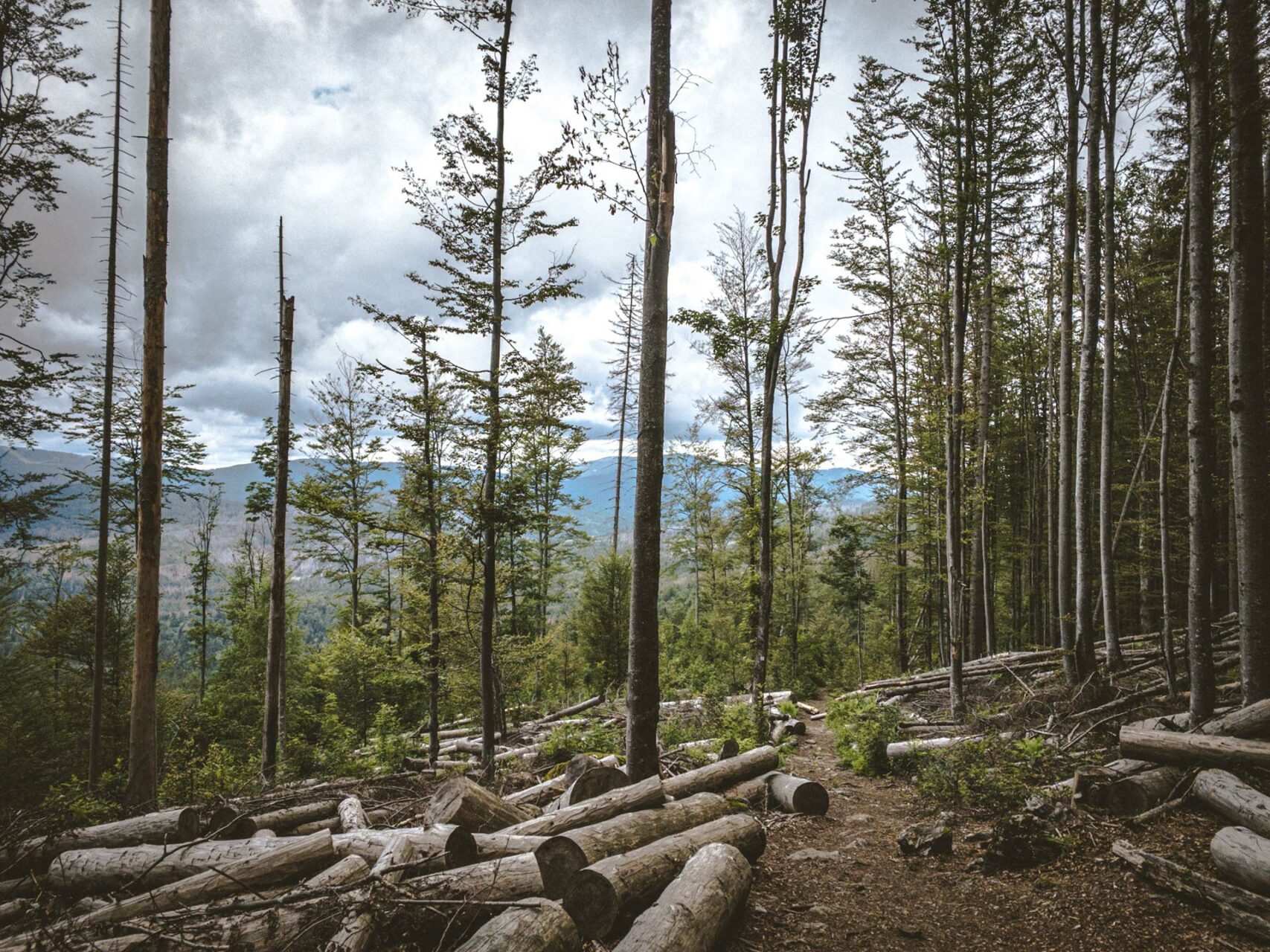 Schon heute durch den Urwald von morgen wandern